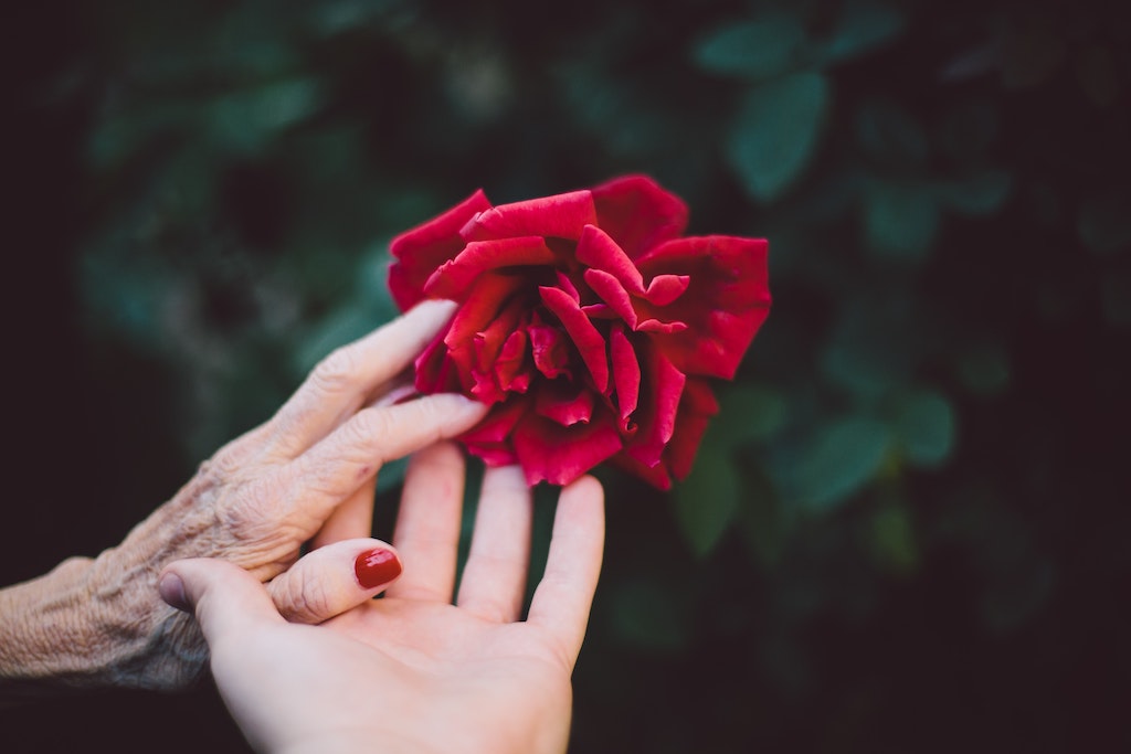 can dementia be prevented, two people's hands holding red rose